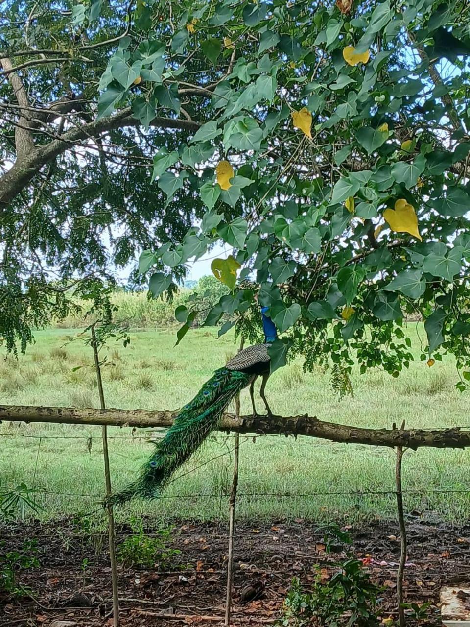 Lagoon Birds - Tangalle Hotel Eksteriør billede